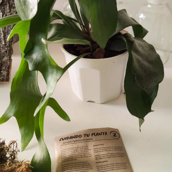 Kit de montaje de Platycerium - Imagen 3
