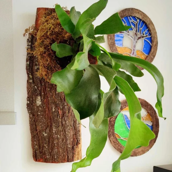 Kit de montaje de Platycerium - Imagen 4