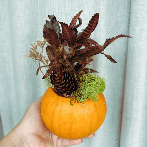 Taller Especial Castanyada: Calabaza Viva en Familia