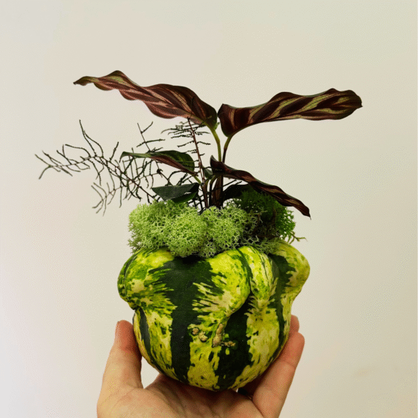 Taller Familiar Castaween: Calabaza Viva - Imagen 8