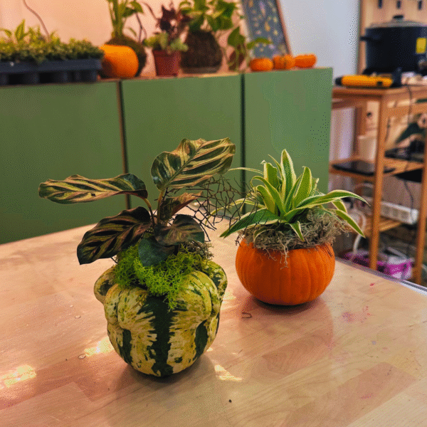 Taller Familiar Castaween: Calabaza Viva - Imagen 9