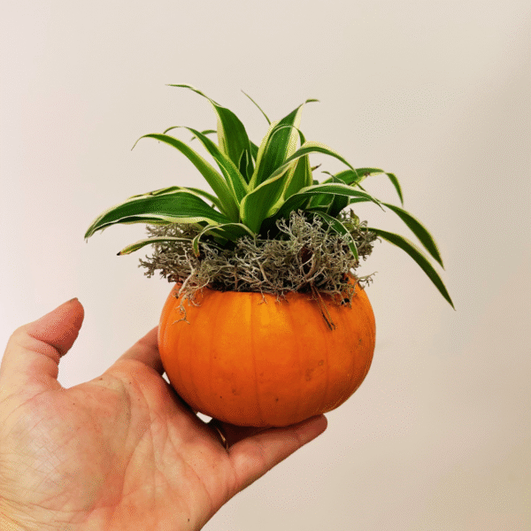 Taller Familiar Castaween: Calabaza Viva - Imagen 10