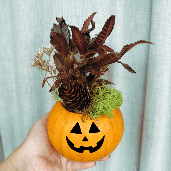 Taller Familiar Castaween: Calabaza Viva - Imagen 3