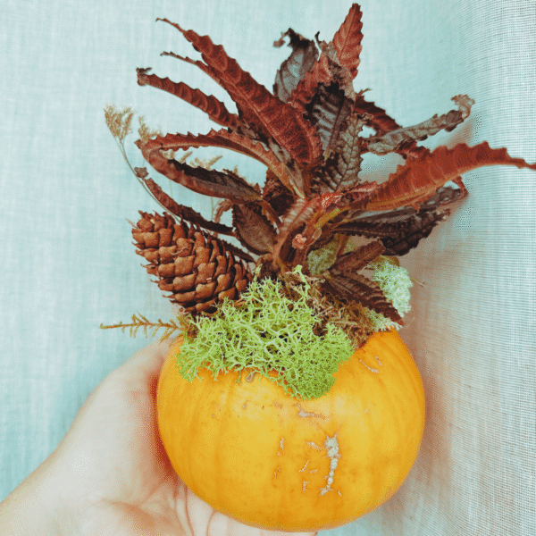 Taller Familiar Castaween: Calabaza Viva - Imagen 4