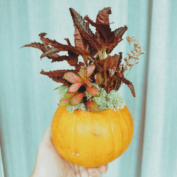 Taller Familiar Castaween: Calabaza Viva - Imagen 5