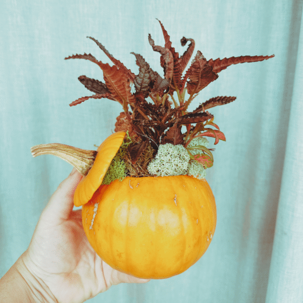 Taller Familiar Castaween: Calabaza Viva - Imagen 6