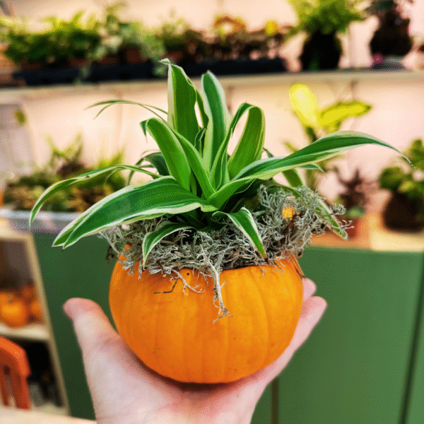 Taller Familiar Castaween: Calabaza Viva - Imagen 7