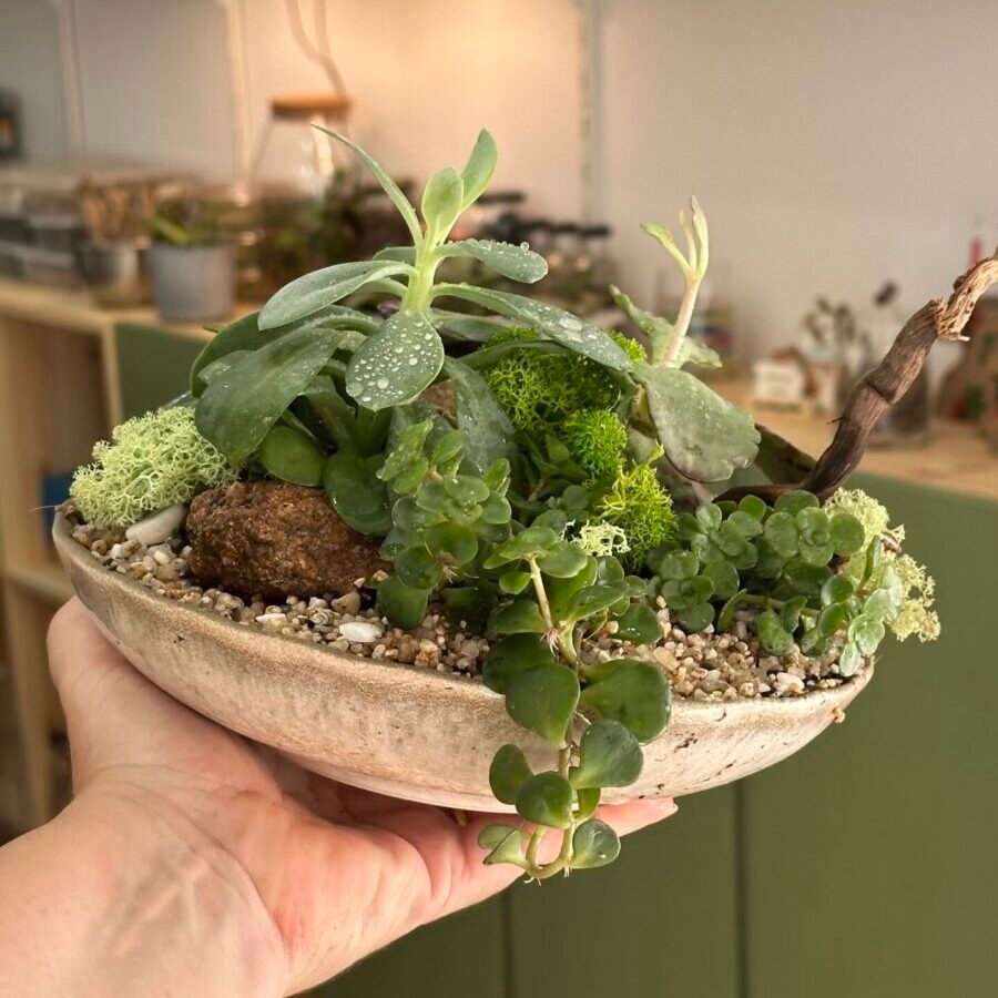 Jardin de mesa con suculentas