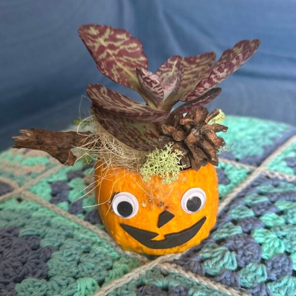 Calabaza viva