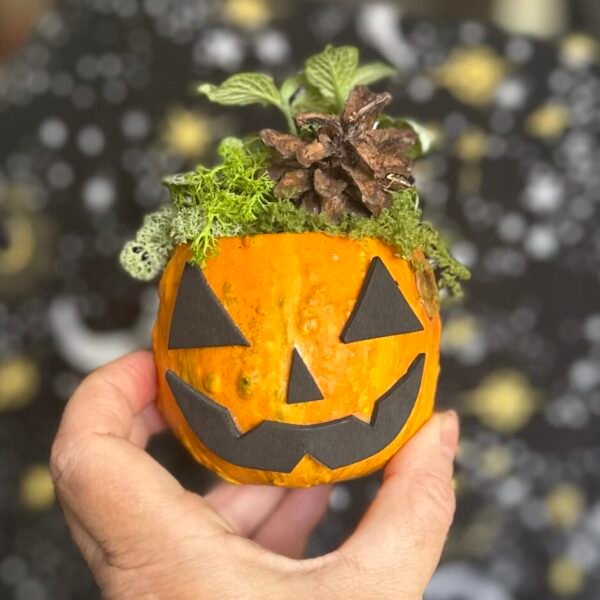 Castaween - Calabaza viva