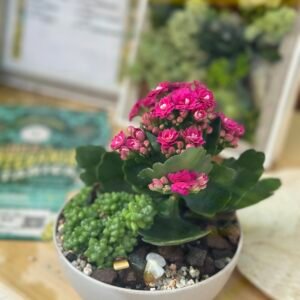 Jardín de Mesa Express con Suculentas – Taller creativo corto