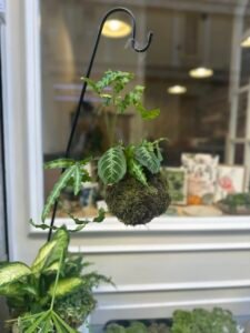 Taller basico de kokedamas