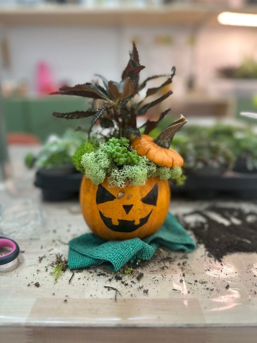 Calabaza viva taller en familia