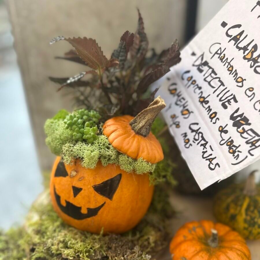 Taller en familia - Calabaza viva