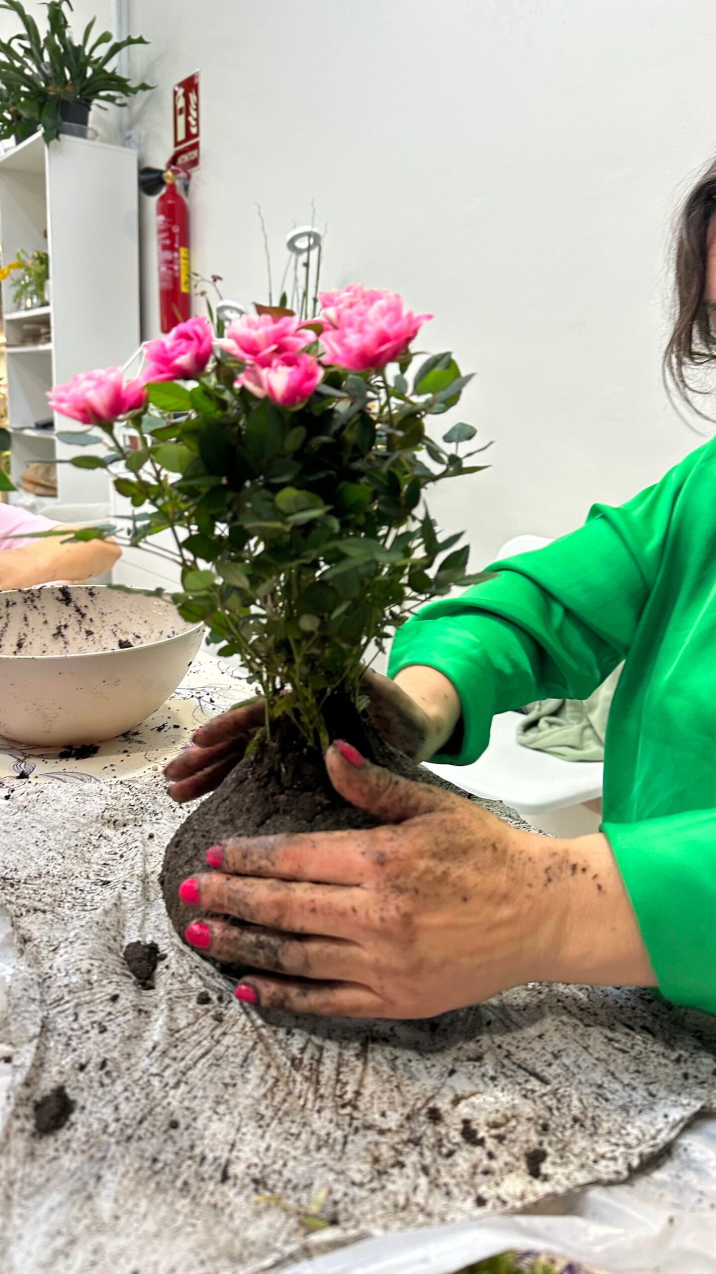 Taller kokedama con rosal (especial Sant Jordi) - Imagen 5