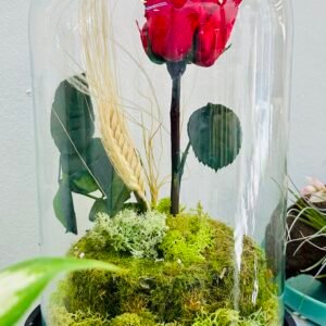 Cúpula rosa preservada