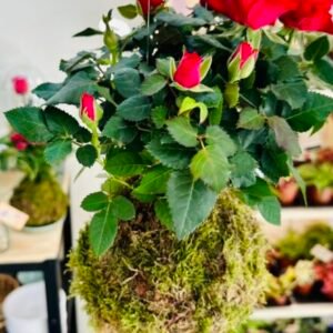 Kokedama de rosal petiribí
