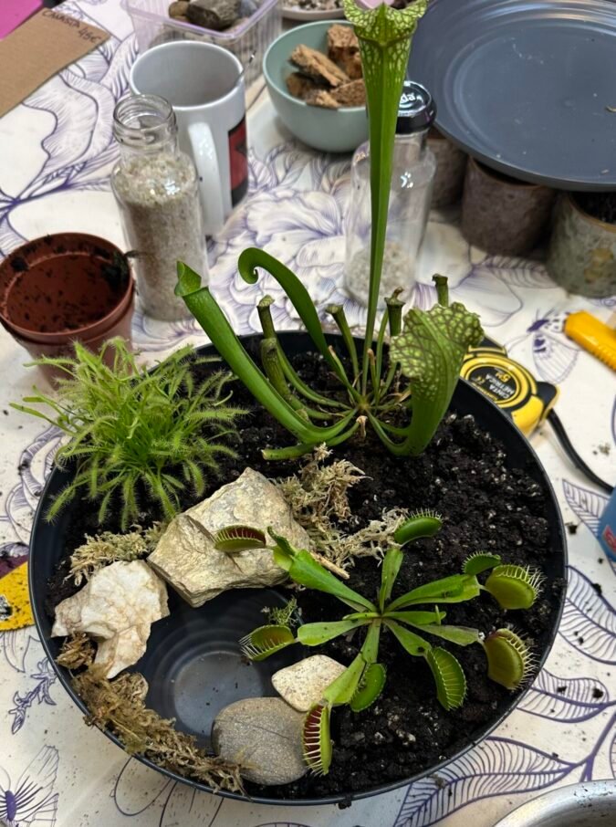 Jardin pantano - Bog garden - para plantas carnivoras - Imagen 2