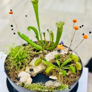 Jardín para carnívora · Especial Halloween en familia