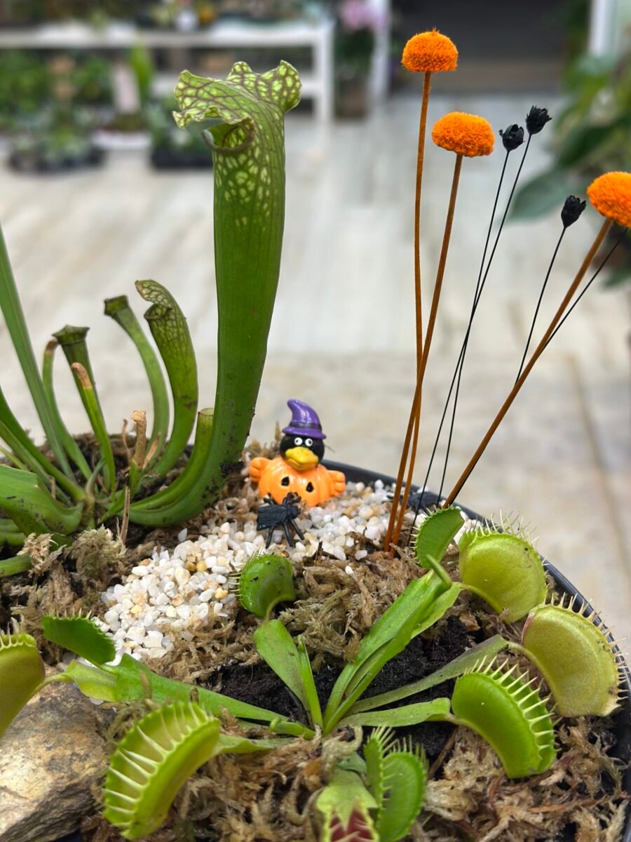 Jardin pantano - Bog garden - para plantas carnivoras - Imagen 4