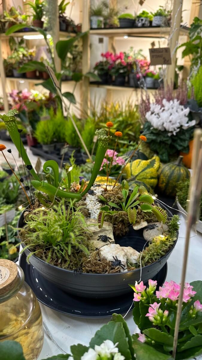 Jardin pantano - Bog garden - para plantas carnivoras - Imagen 5